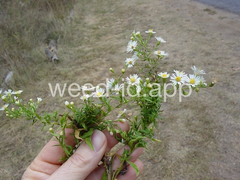 aster, white prairie